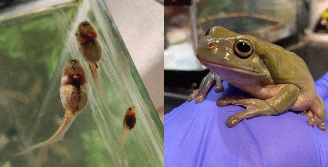 On the left, three tadpoles cling to the side of an aquarium. On the right, a green frog sits on a person's gloved hand, likely showing the transformation from tadpole to frog.