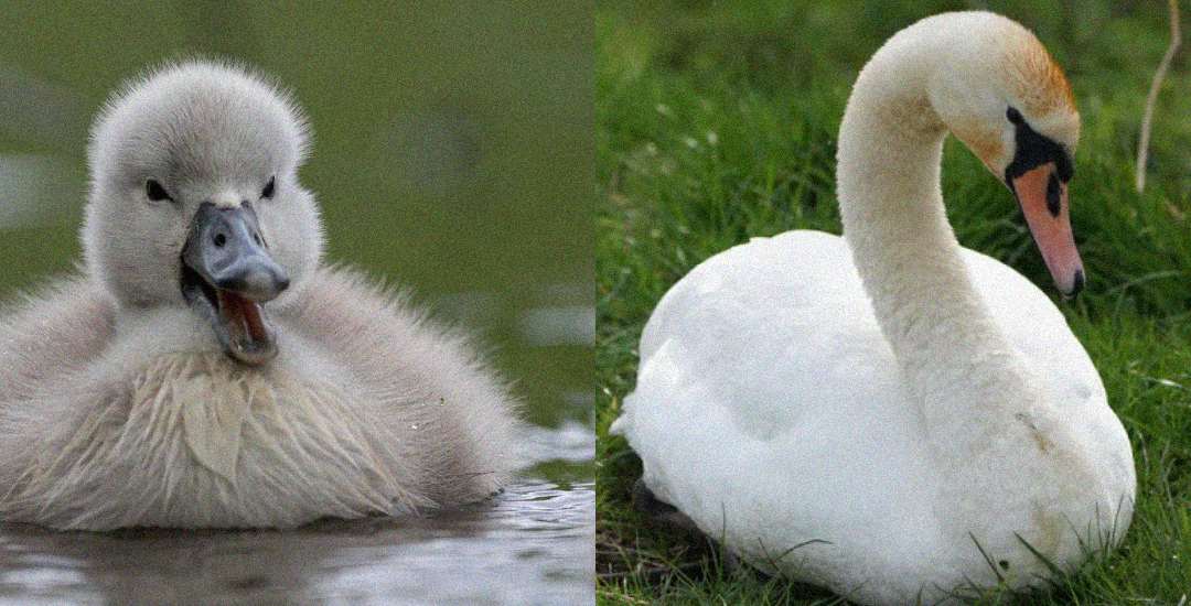 Side-by-side images show a fluffy grey cygnet swimming on the left and an adult white swan sitting on green grass on the right.