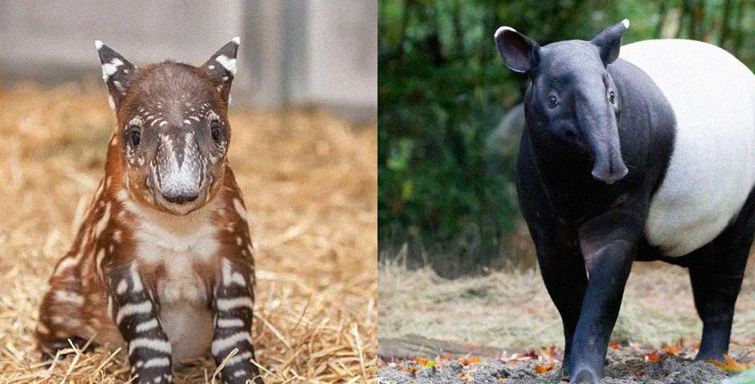 A split image shows a baby tapir with a brown coat and white stripes and spots on straw, and an adult tapir with a black and white body standing outdoors near greenery.