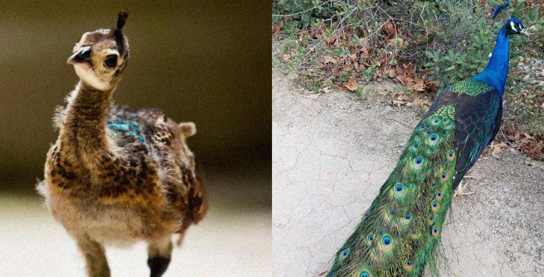 Side-by-side images show a young peacock chick with fluffy brown feathers on the left, and an adult peacock displaying its vibrant blue body and long, colorful tail feathers with eye patterns on the right.