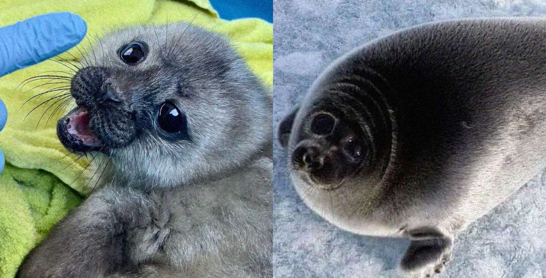 Side-by-side images of a fluffy baby seal with big dark eyes on a yellow towel, and an adult seal with smooth, dark fur lying on icy ground.