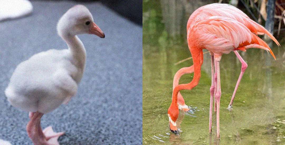 On the left, a fluffy gray flamingo chick stands on a textured surface. On the right, two adult pink flamingos drink from a pond, their necks curved down to the water.