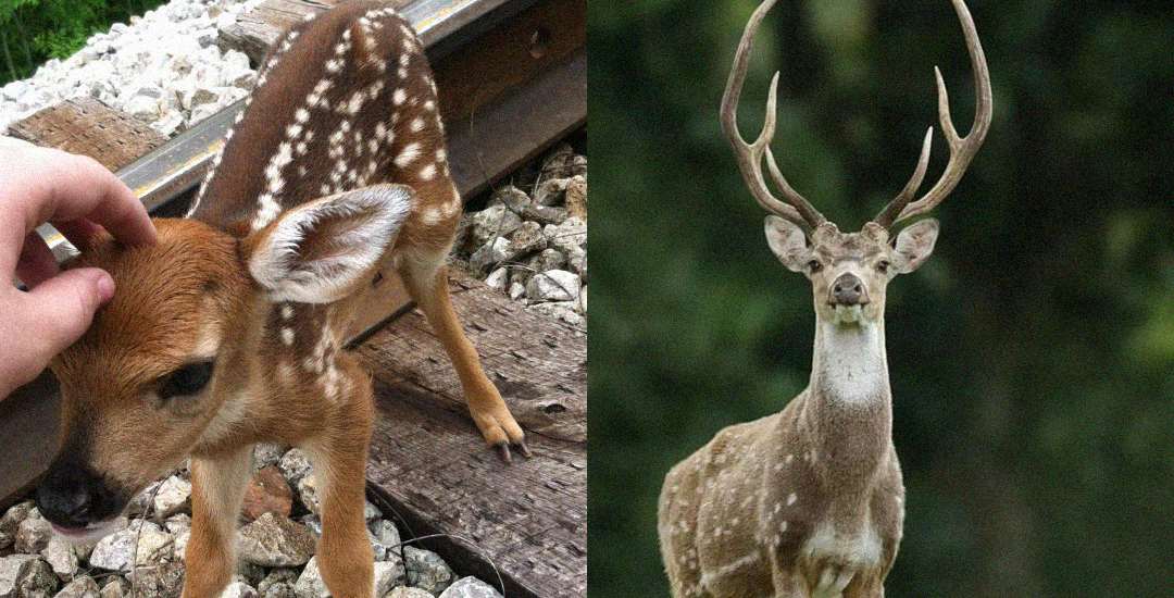 Side-by-side image: on the left, a hand pets a spotted fawn near railroad tracks; on the right, an adult deer with large antlers stands outdoors, facing the camera.