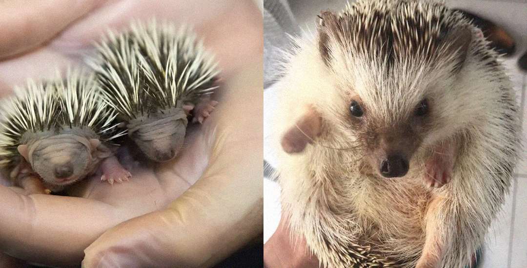 A close-up of two tiny baby hedgehogs with closed eyes resting in a person's hand on the left, and an adult hedgehog curled up with its face and paws visible on the right.