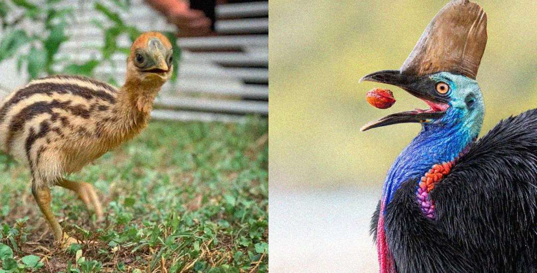 A split image showing a young cassowary chick with brown stripes on the left and an adult cassowary with vibrant blue and black feathers catching a fruit on the right.