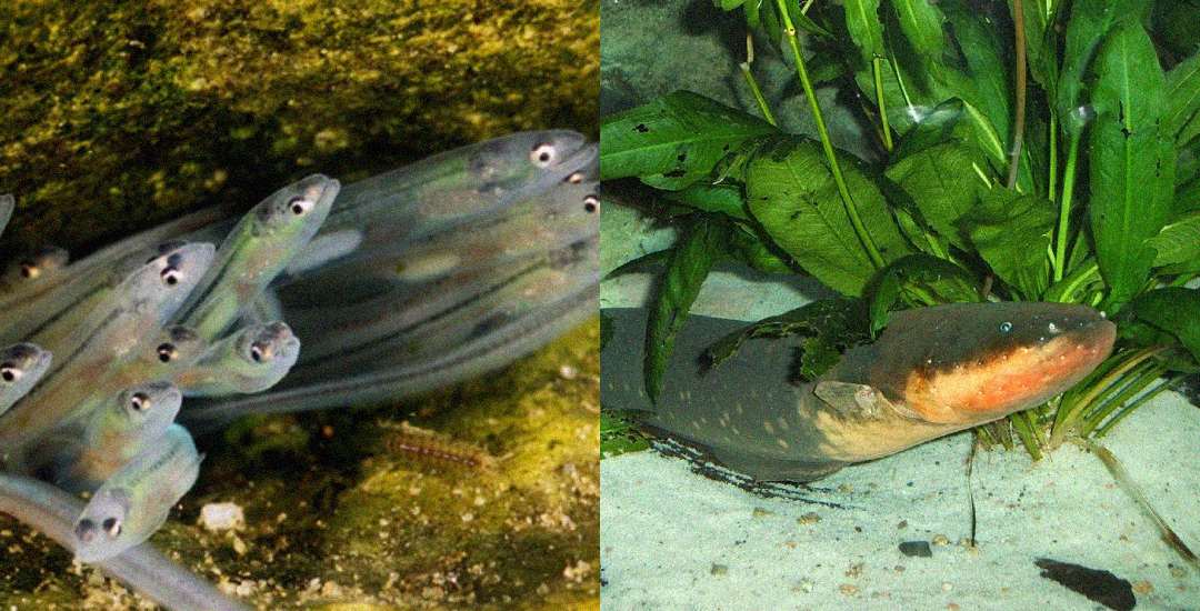 A split image shows a group of small, translucent, eel-like fish with large eyes on the left, and a larger, brown aquatic creature with a wide mouth resting near green plants on the right.