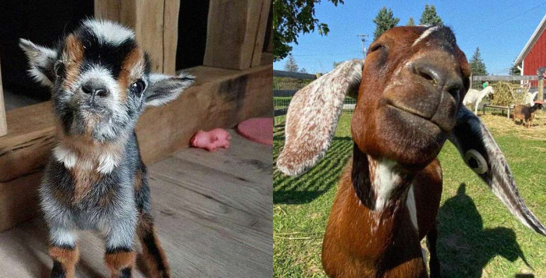 Side-by-side photos: on the left, a small black, white, and brown baby goat indoors; on the right, a brown goat outdoors grinning with its mouth slightly open, long ears, and a red barn in the background.