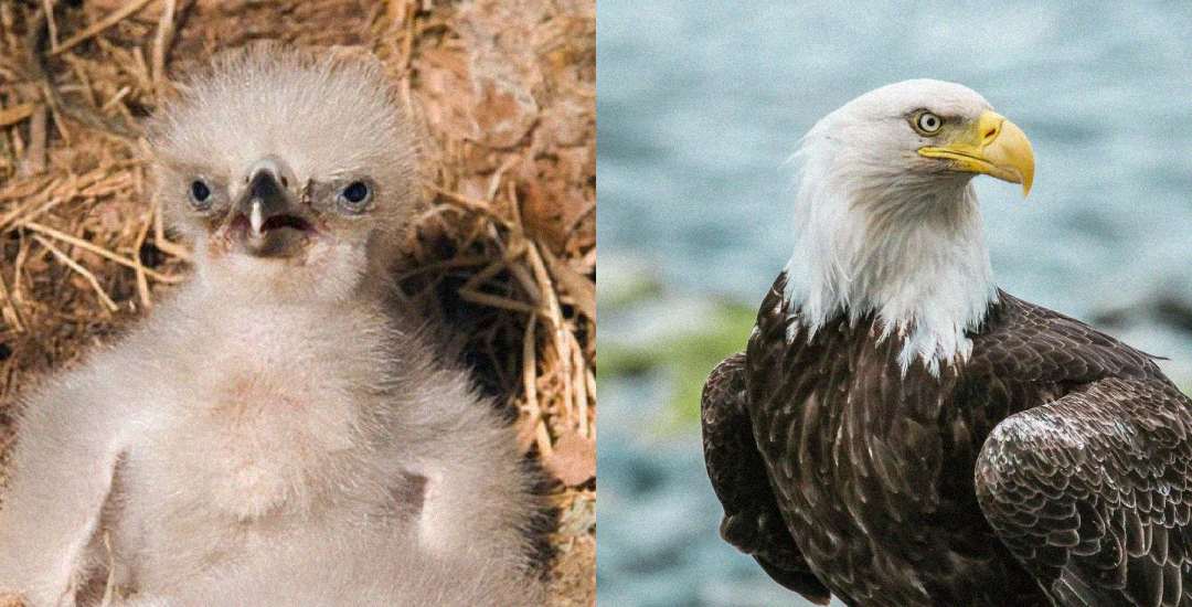 Side-by-side photos: on the left, a fluffy, light gray eaglet with small wings and open beak; on the right, a mature bald eagle with white head, yellow beak, and dark brown feathers.