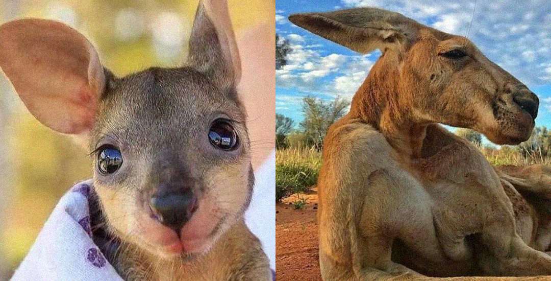 Close-up of a baby kangaroo on the left, with big eyes and soft fur, next to an adult kangaroo lying on the ground under a blue sky on the right.