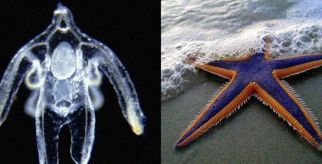 Side-by-side images: left, a transparent starfish larva shaped like a tiny humanoid; right, a colorful adult starfish with orange and purple hues on a sandy beach with incoming waves.