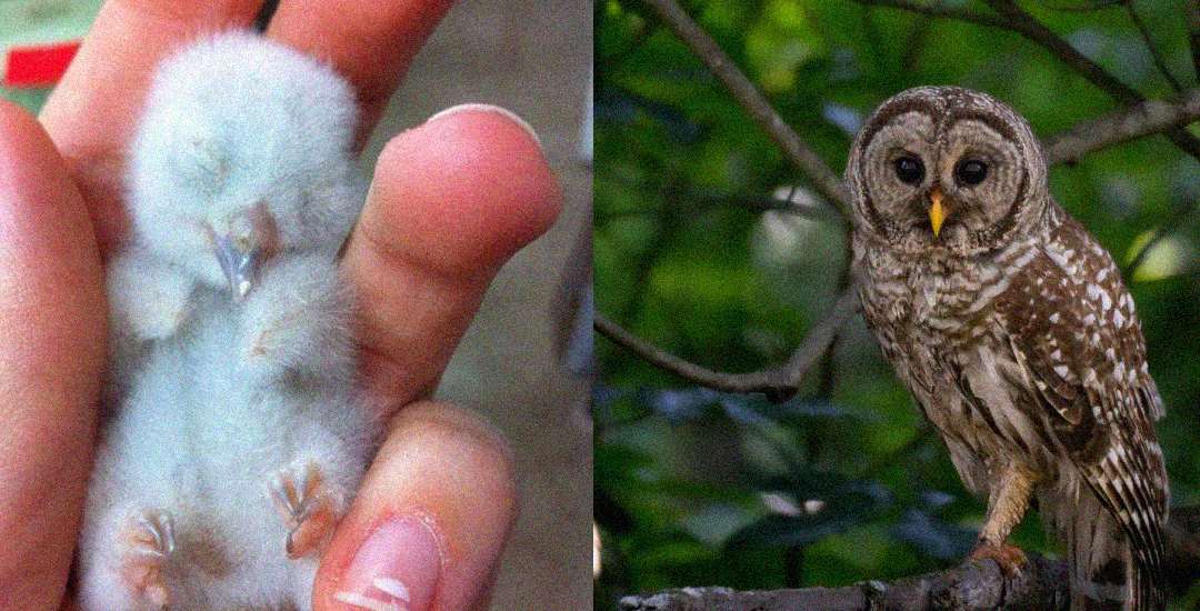 A split image shows a fluffy, tiny baby owl cradled in a person's fingers on the left and a fully grown owl perched on a branch surrounded by green leaves on the right.