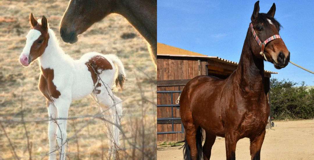 A side-by-side image of two horses: on the left, a brown and white foal stands beside an adult horse; on the right, a mature solid brown horse with a halter stands in front of a barn.
