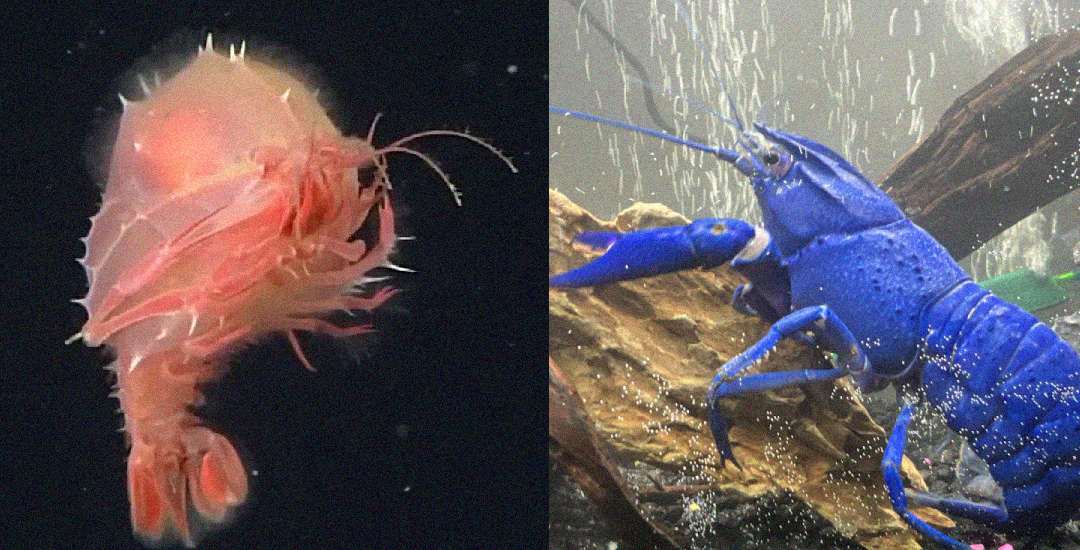 Side-by-side image: on the left, a translucent pink amphipod against a black background; on the right, a vibrant blue lobster underwater near rocks and bubbles.