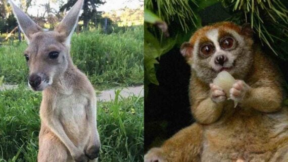 A close-up of a slow loris and a kangaroo, both appearing cute yet dangerous
