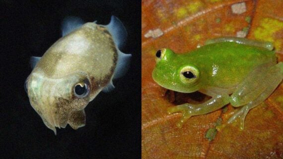 Glass frog with transparent skin next to a cuttlefish changing color underwater