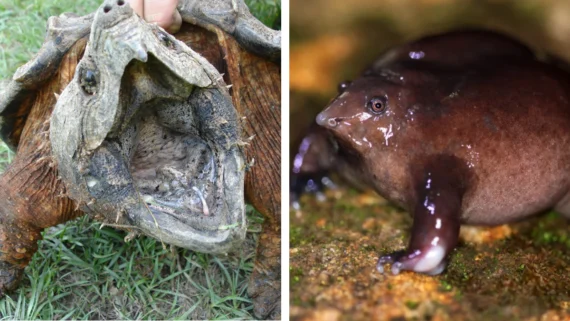 ancient-species-since-dinosaurs