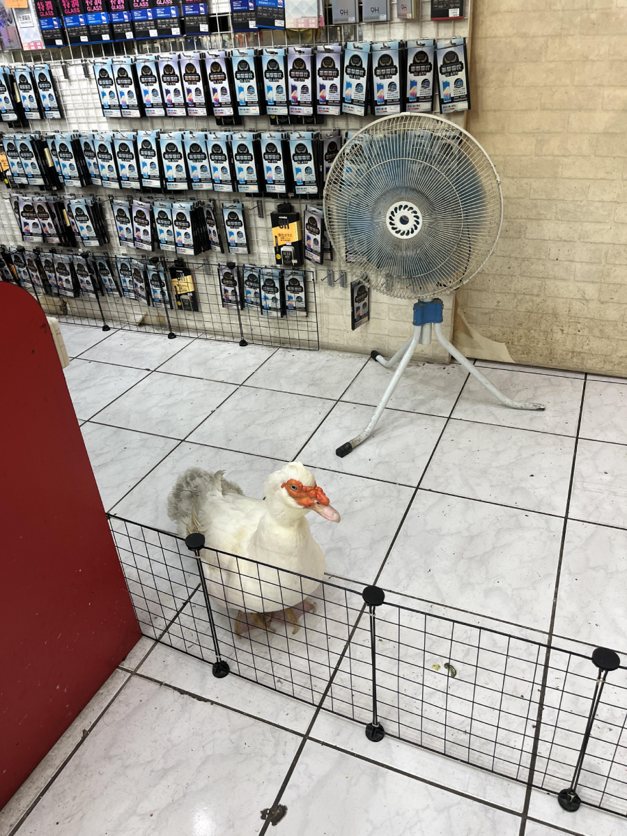 A duck stands behind a small wire fence inside a store, near a large floor fan and displays of electronic products on the wall.