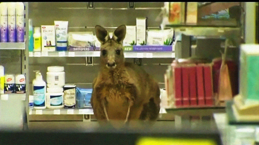 A kangaroo stands inside a store aisle, surrounded by shelves stocked with toiletries and personal care products.