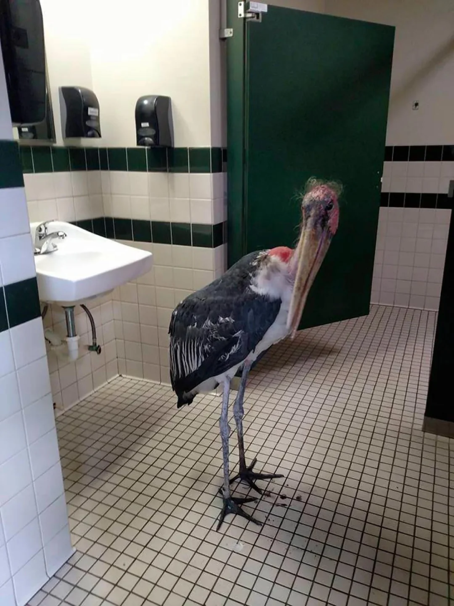 A large stork-like bird with a red head and long beak stands on the tiled floor of a public restroom near a sink and open green door.