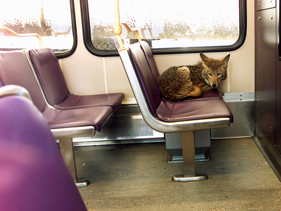 A coyote is curled up and resting on a purple seat inside an empty public transit train car. The scene appears unusual and quiet.