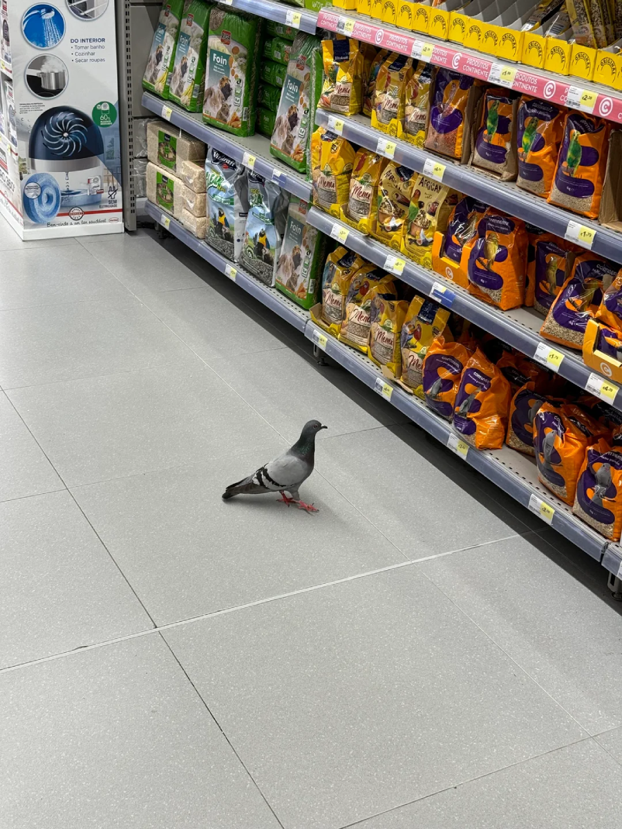 A pigeon stands on the floor in a supermarket aisle, near shelves stocked with bags of pet food.