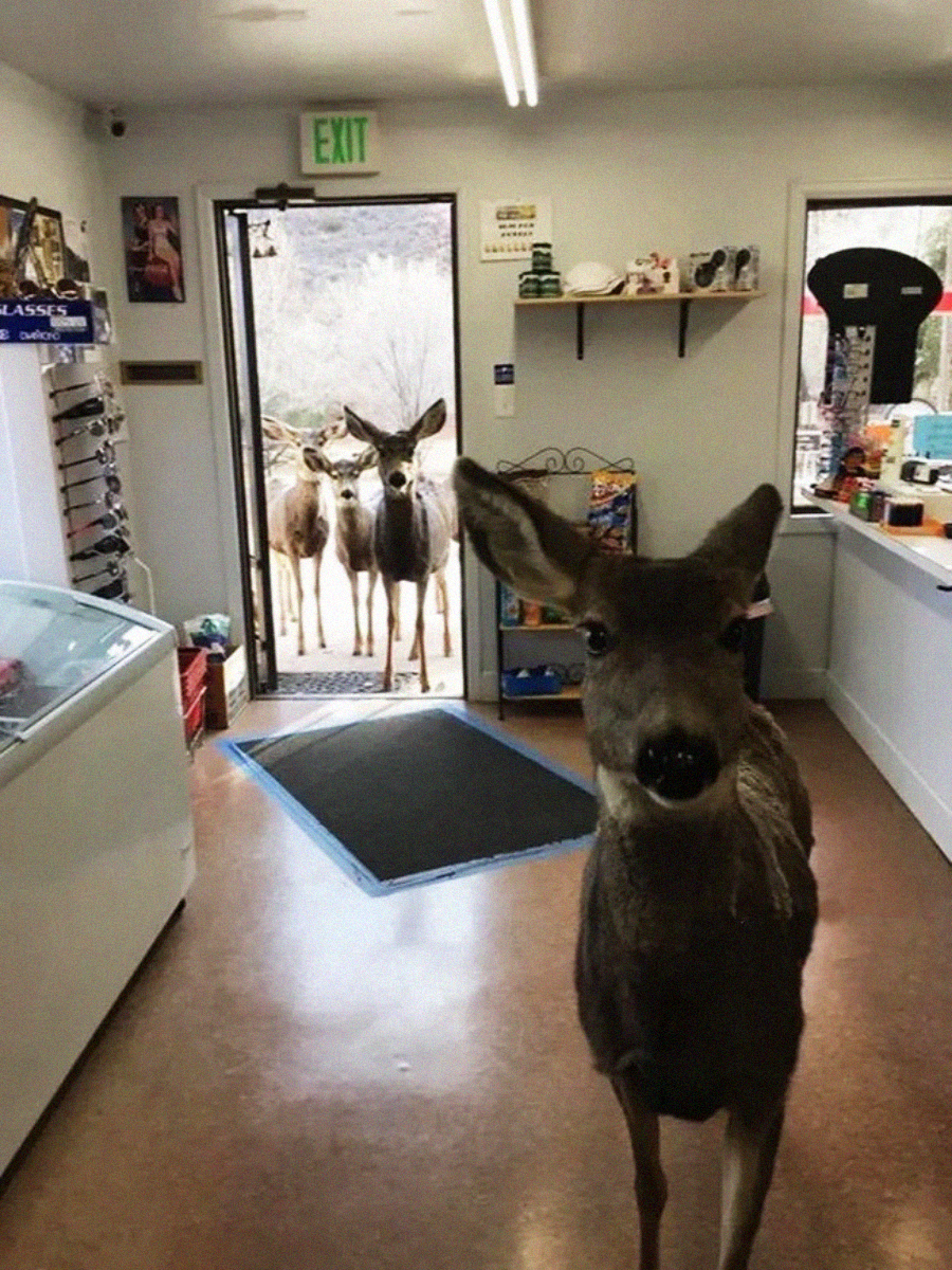 A deer stands inside a small store, looking at the camera, while three more deer wait just outside the open door. Shelves with snacks and various items are visible in the brightly lit shop.