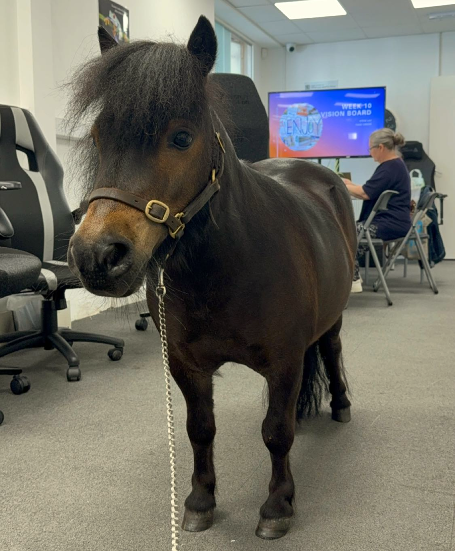 A small brown pony with a halter stands indoors on a gray carpet, while a person sits at a desk in the background near a screen displaying colorful text.
