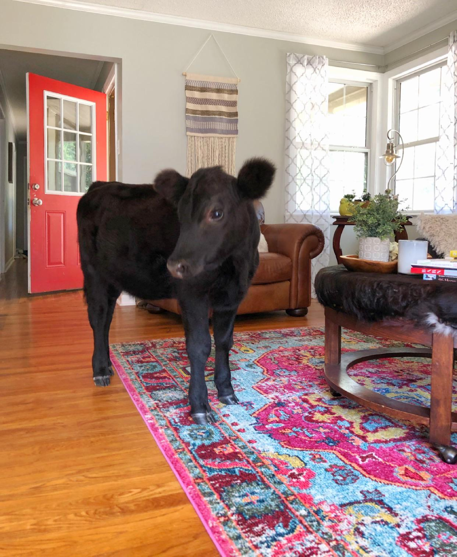 A black calf stands on a colorful rug in a cozy living room with hardwood floors, a leather chair, a coffee table, and a bright red door in the background.