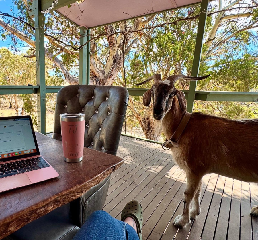 A goat stands on a wooden porch next to a person’s legs, with a laptop, tumbler, and chair visible; trees and blue sky can be seen in the background.