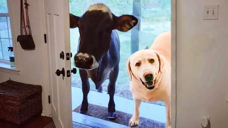 A cow and a yellow Labrador dog stand side by side outside an open door, looking into a house. The cow is on the left and the dog is on the right, both facing the interior.