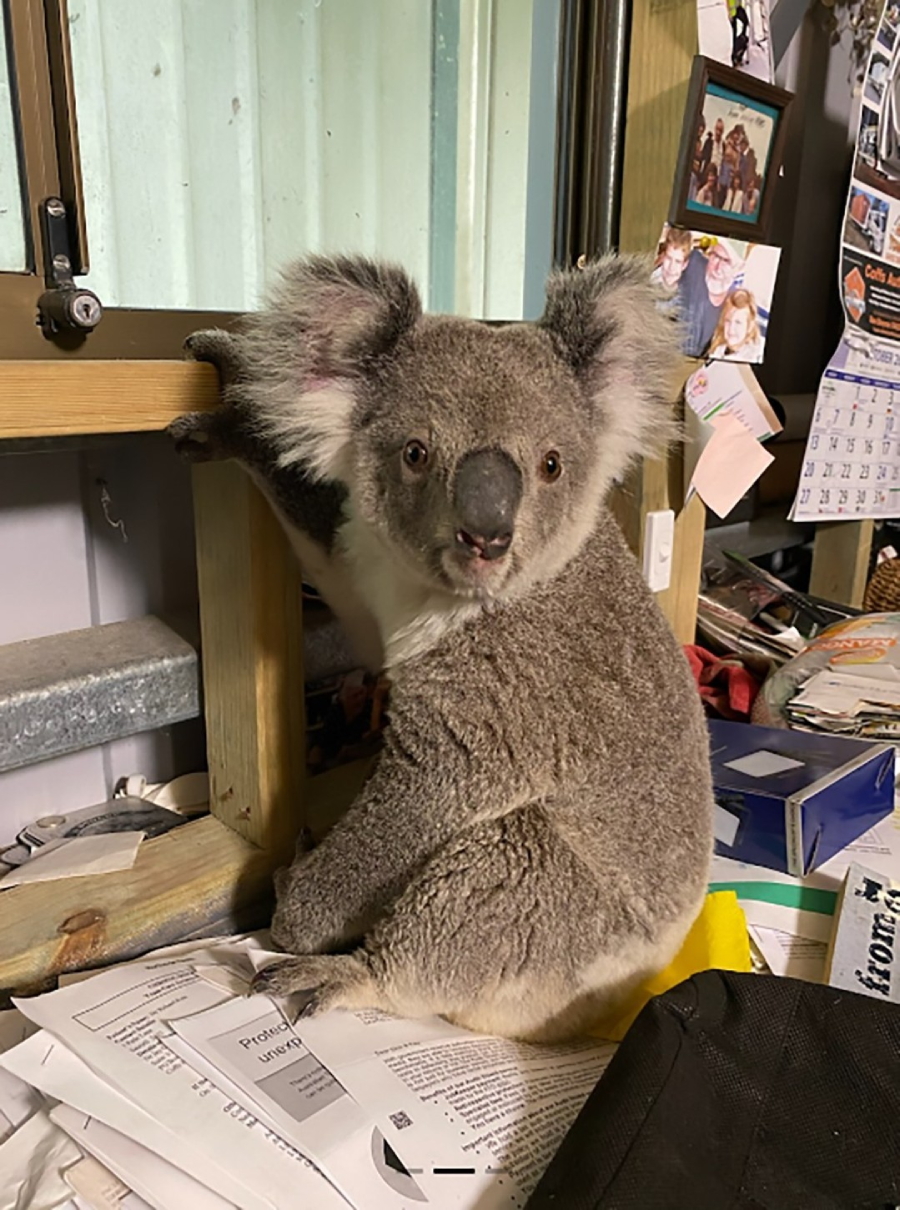 A koala sits among scattered papers and clutter on a desk near a window, looking toward the camera. Family photos, a calendar, and various items are visible in the background.