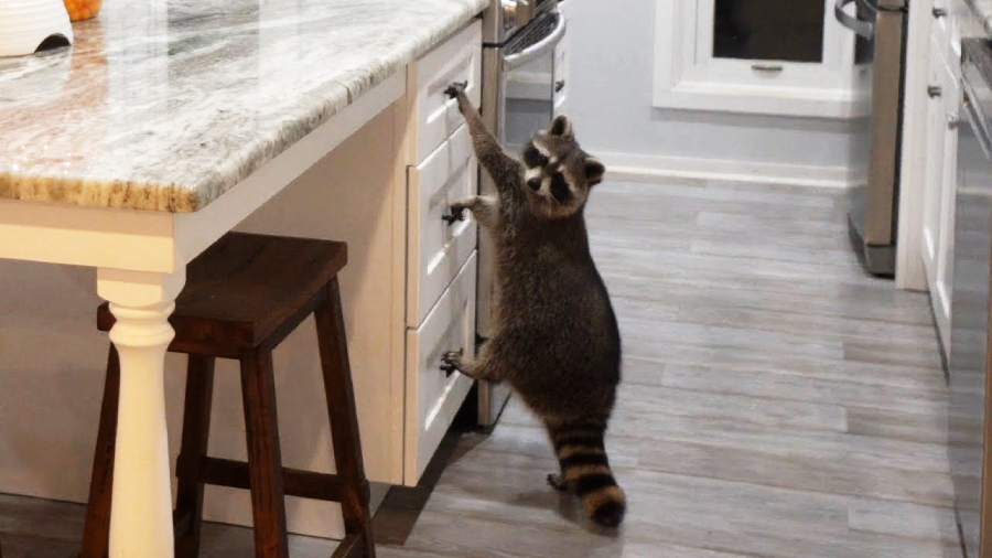 A raccoon standing on its hind legs is reaching up to open a drawer in a modern kitchen with gray floors and marble countertops.