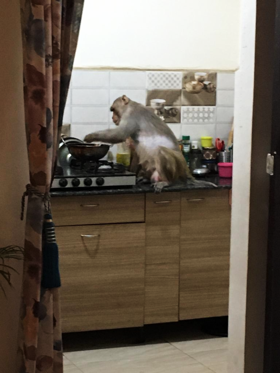 A monkey sits on a kitchen counter, reaching into a pot on the stove. The kitchen has various utensils, spice jars, and a patterned curtain partially open in the foreground.