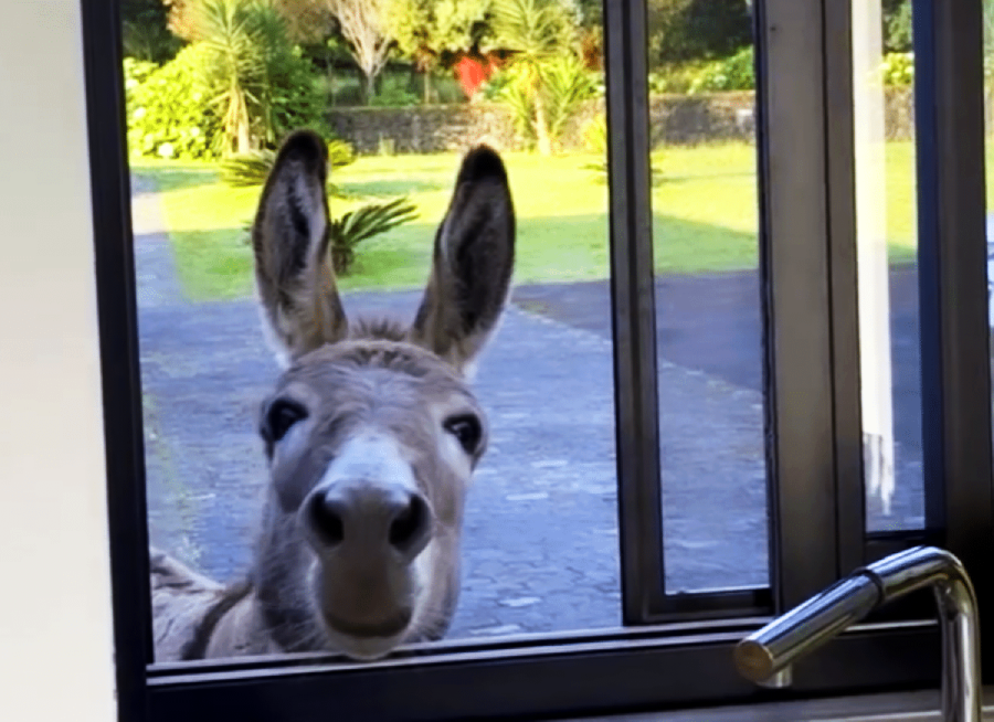 A donkey stands outside a glass door, peering inside with its nose and ears prominently visible. Sunlit greenery and a paved path are visible in the background.