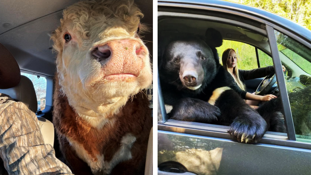 18 Photos of Animals Acting Like Human Passengers in Cars