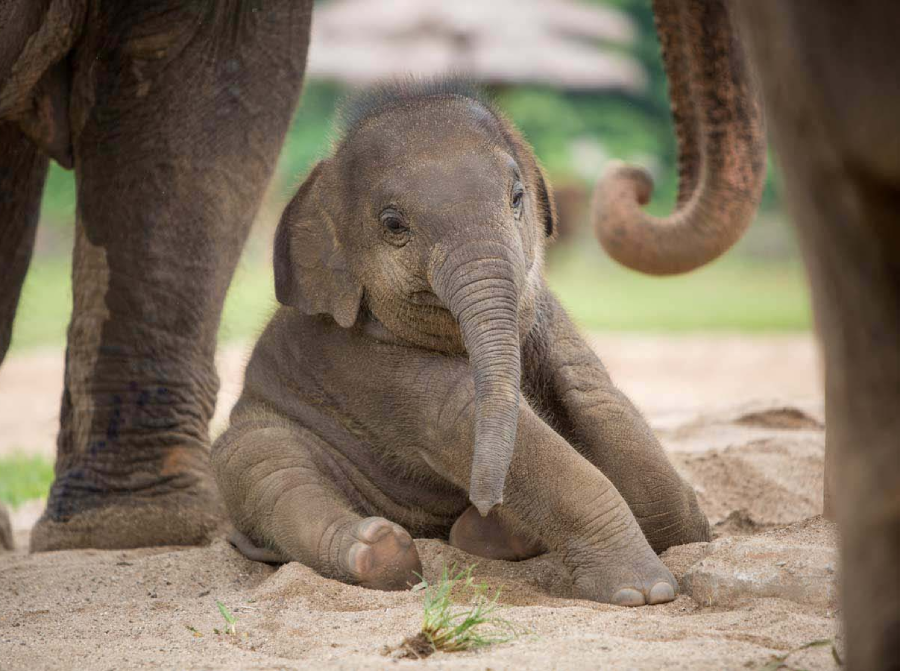 A baby elephant sits on sandy ground between the legs of adult elephants, looking forward with its trunk curled and one foot tucked under its body. Greenery appears in the blurred background.
