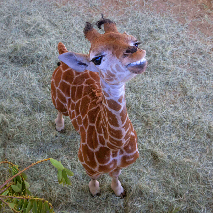 A young giraffe stands on dry grass, looking up with its mouth slightly open as if smiling. Its patterned brown and white fur and long neck are clearly visible. Some leafy branches are in the lower left corner.