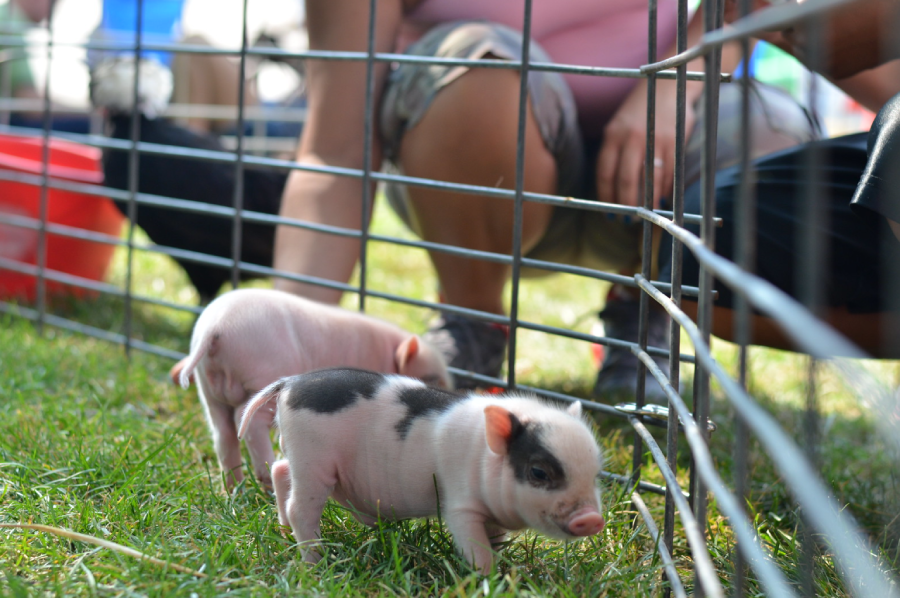 Two small piglets, one pink and one black-and-white, stand on grass inside a wire pen. A person crouches outside the pen, reaching in, while sunlight brightens the scene.