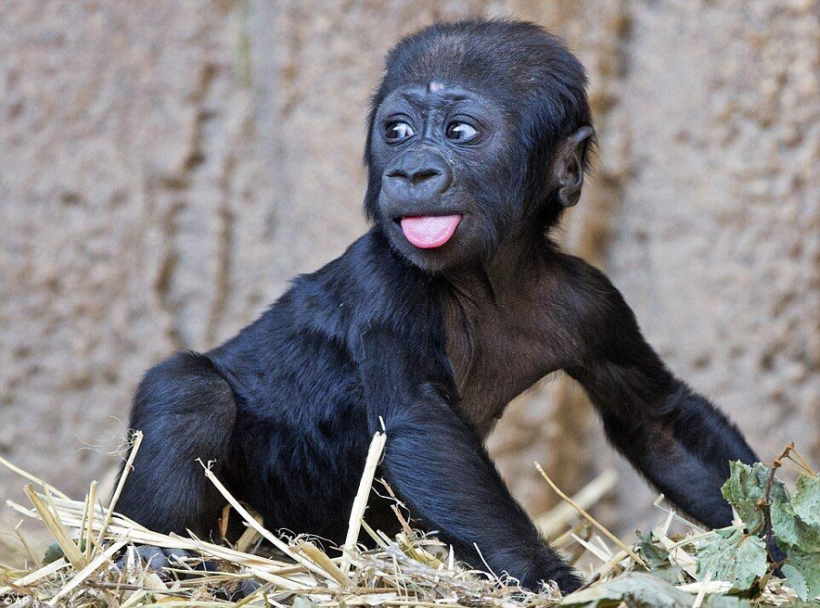 A baby gorilla sits on straw, looking to the side with its mouth open and tongue sticking out. The background is a textured wall.