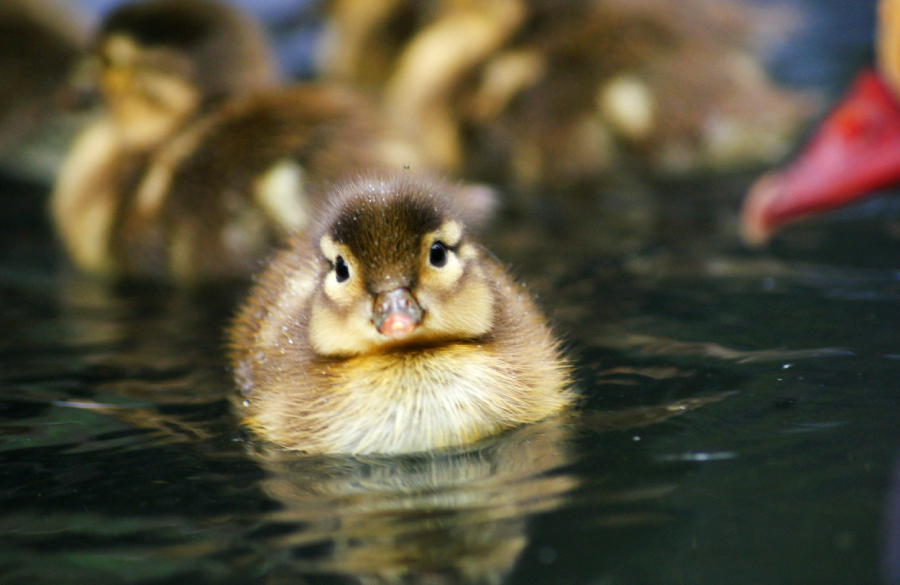 A close-up of a fluffy duckling swimming on water, facing the camera, with other ducklings blurred in the background.