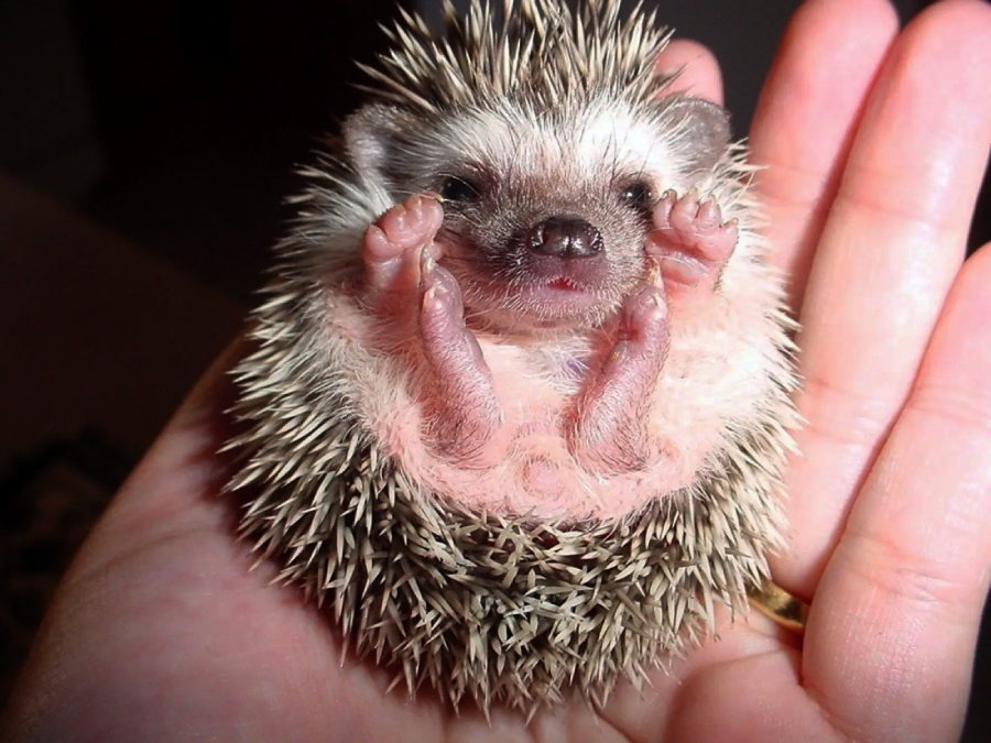 A small hedgehog is curled up in a person's hand, with its belly and tiny paws facing up. The hedgehog looks alert, and its spines contrast with its soft face and feet.
