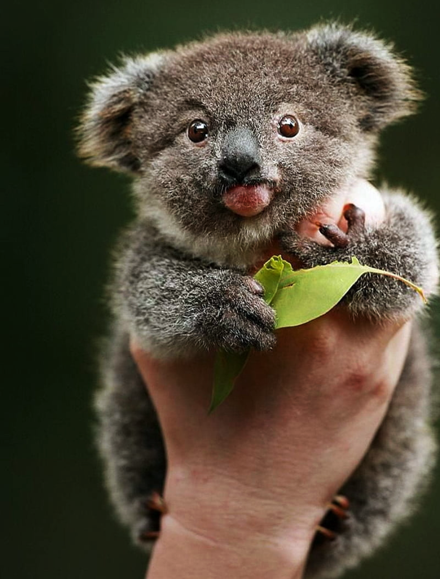 A person holds a fluffy baby koala with wide eyes and its tongue sticking out, gripping a green eucalyptus leaf, against a blurred dark background.