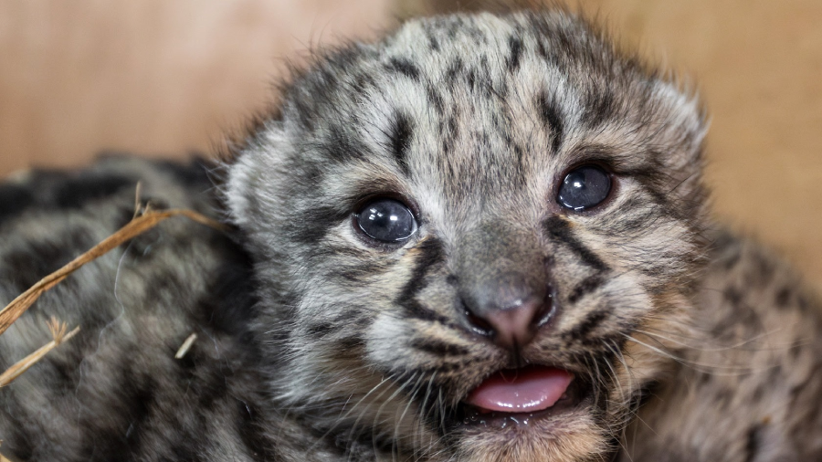 A close-up of a clouded leopard cub with blue eyes, spotted fur, and its mouth slightly open, showing a bit of its tongue. The background is blurred and includes some straw.