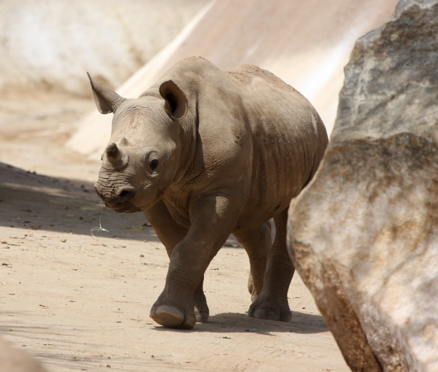 A young rhinoceros walks on sandy ground in an outdoor enclosure, with large rocks in the foreground and blurred walls in the background.
