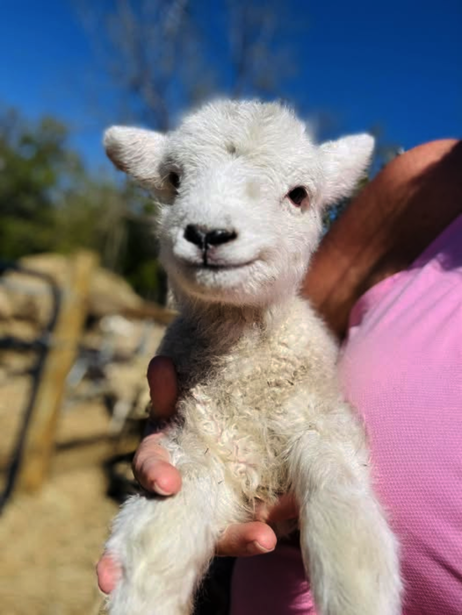 A person wearing a pink shirt is holding a fluffy white baby lamb. The lamb is looking at the camera, and the background is outdoors with blurred trees and a bright blue sky.