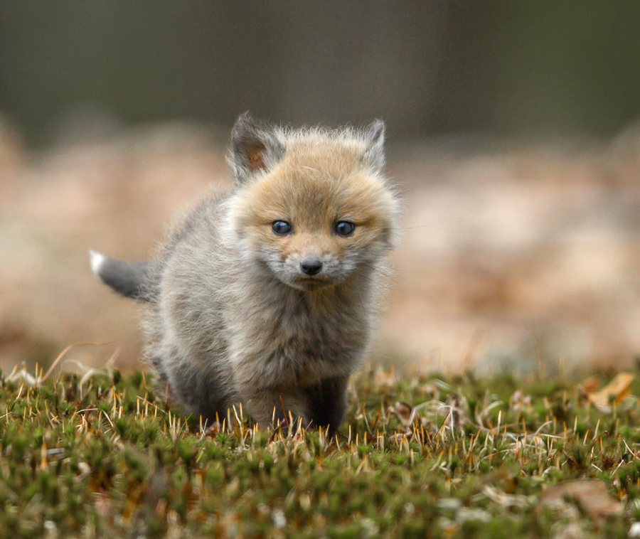 A fluffy baby fox with soft brown and gray fur stands on mossy ground, looking forward with alert eyes. The background is blurred with earthy tones.