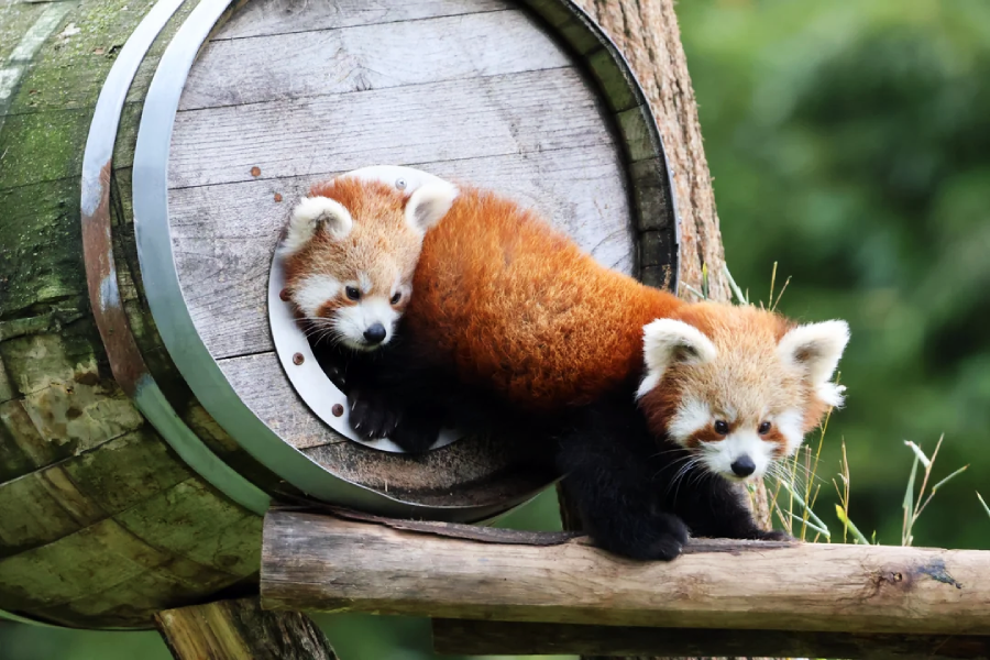 Two red pandas emerge from a wooden barrel attached to a tree, with one panda stepping out onto a wooden beam and the other peeking from the barrel. Lush green foliage is visible in the background.