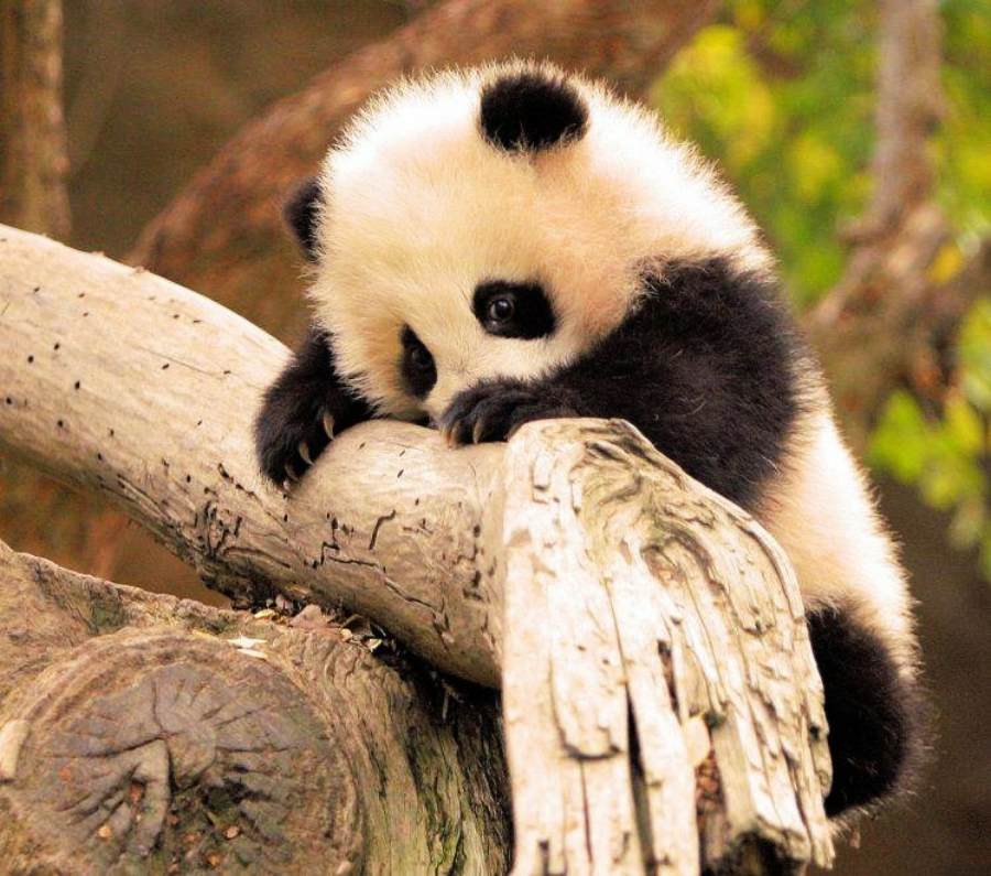 A fluffy baby panda clings to a large tree branch, gazing down with a curious and shy expression. The background is filled with green foliage and blurred tree trunks.