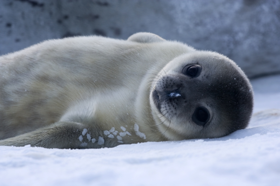 A young seal pup with a round face and dark eyes lies on its side on snowy ground, gazing at the camera. Its fur is pale with some darker areas, and snowflakes are visible on its flipper.