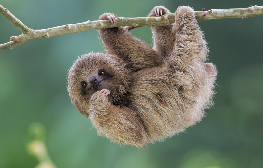 A young sloth hangs upside down from a tree branch, gripping it with all four limbs. The background is blurred green foliage.